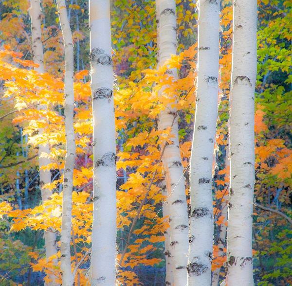 Gulin, Sylvia 아티스트의 USA-New Hampshire-Franconia-Autumn Colors surrounding group of White Birch tree trunks작품입니다.